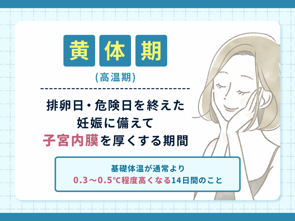 黄体期(高温期)は排卵日・危険日を終えた妊娠に備えて子宮内膜を厚くする期間